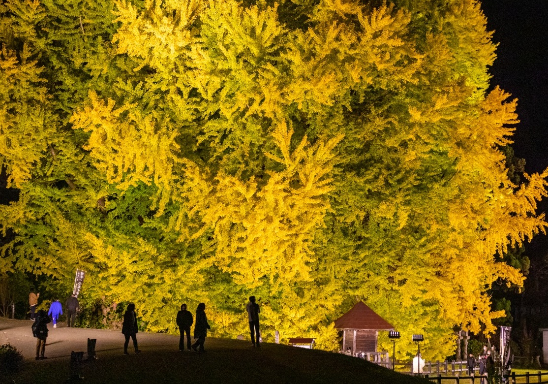 1768044790653296.jpg 北金ヶ沢の大銀杏鑑賞.jpg